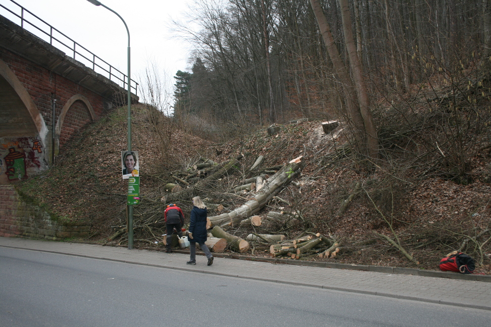 zwei Bäume gefällt